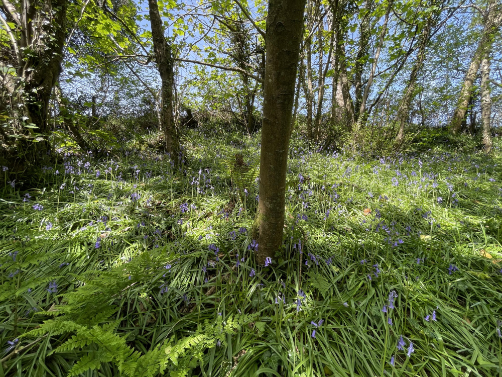 Bluebells in the upper part of Coed Sena