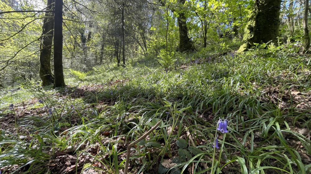 View down into Coed Wyn