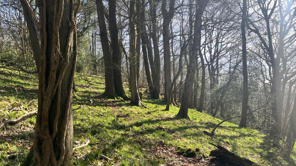 Bluebells to come....